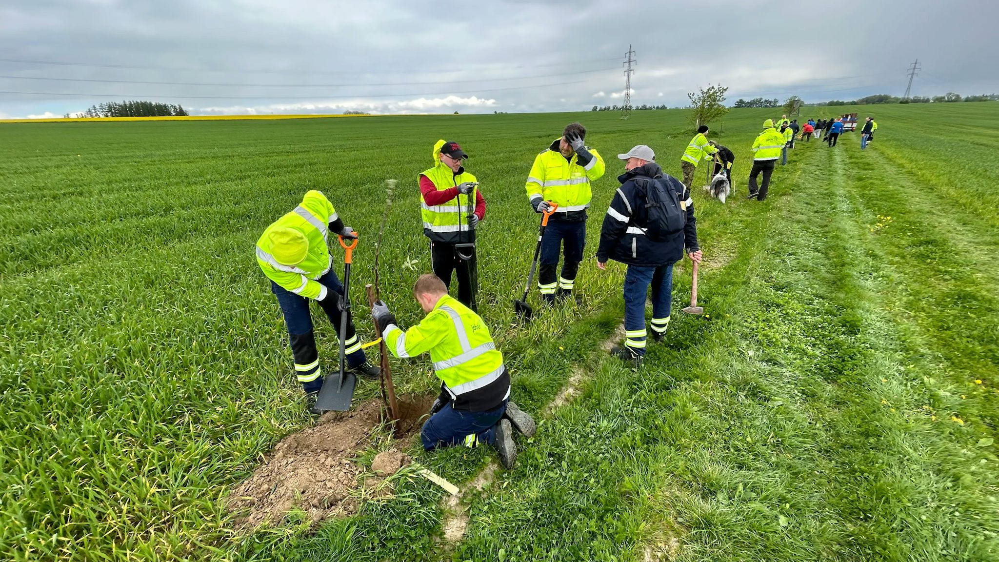 tree planting